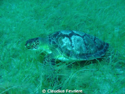 Green Turtle by Claudius Fevriere 